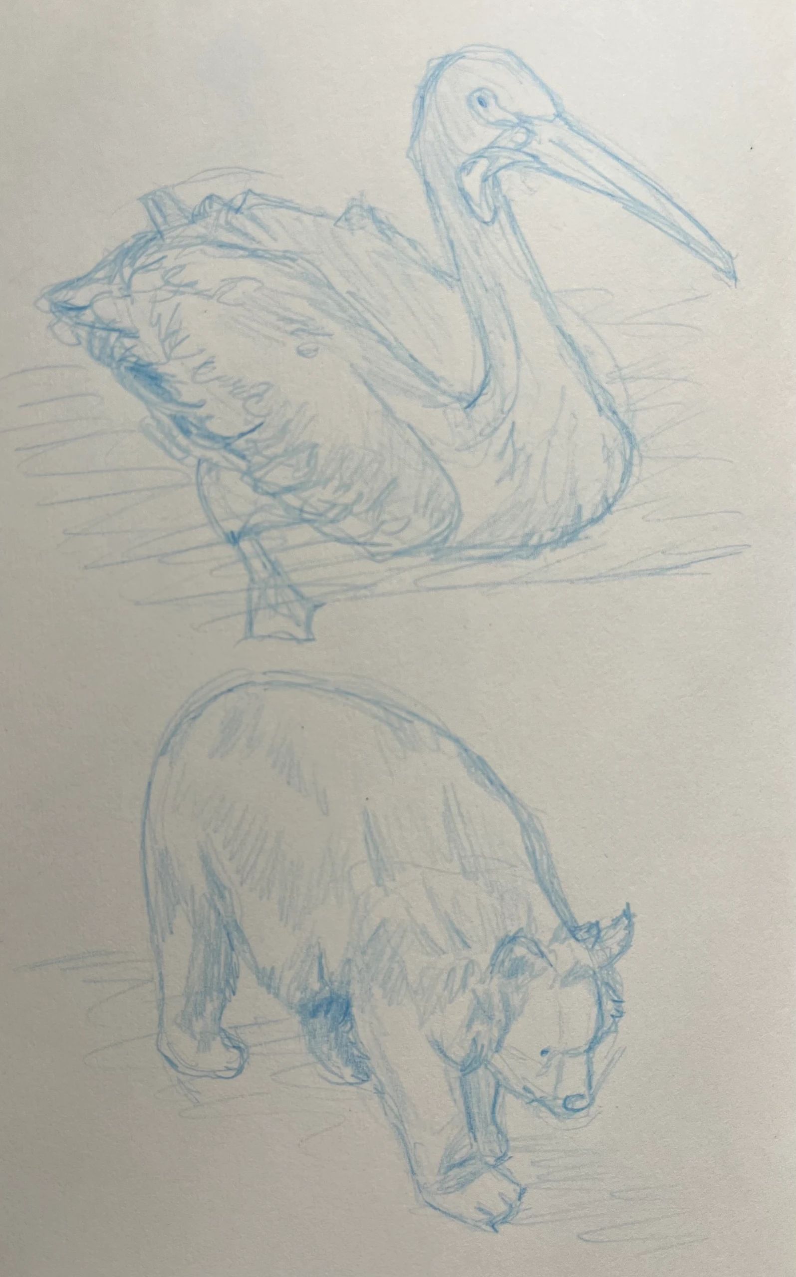 Bird and bear
