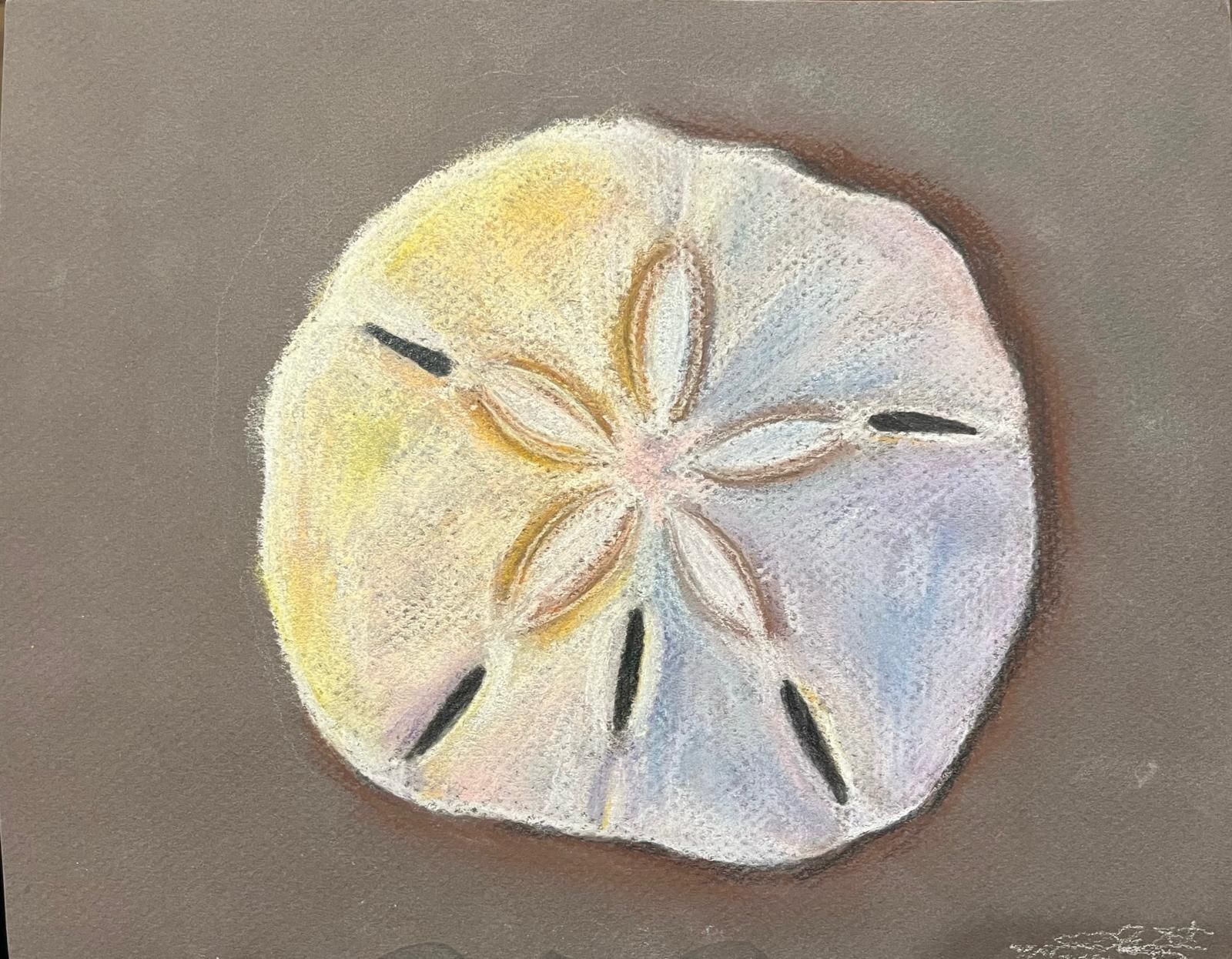 A sand dollar drawn in pale pastel on grey paper, its five-petalled pattern picked out in yellow, lilac and blue.